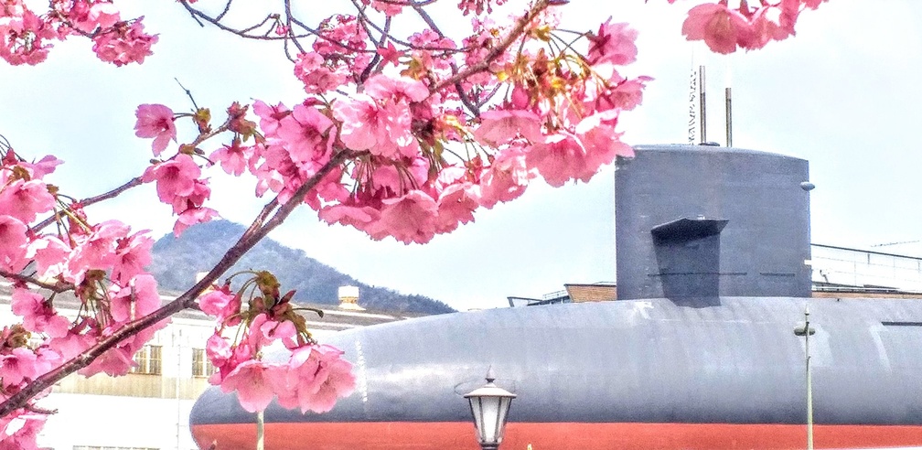 akishia-blossom